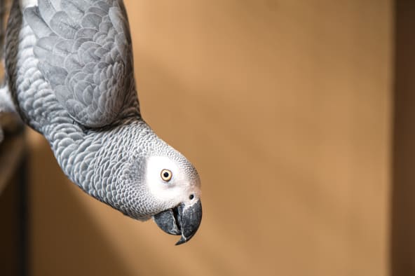 African Greys are a type of pet bird