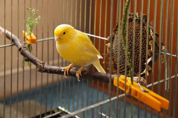 Canaries are a type of pet bird