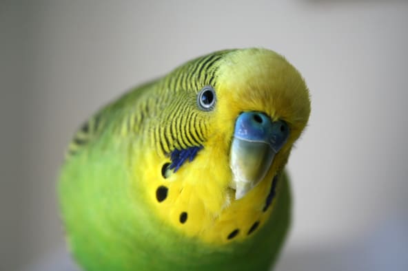 Budgies are a type of pet bird