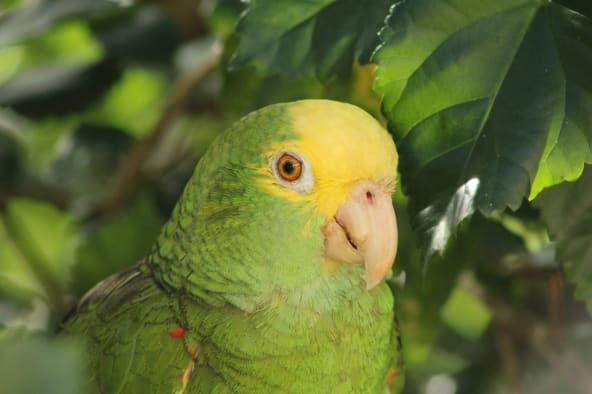 Double Yellow Head Amazons are a type of pet bird