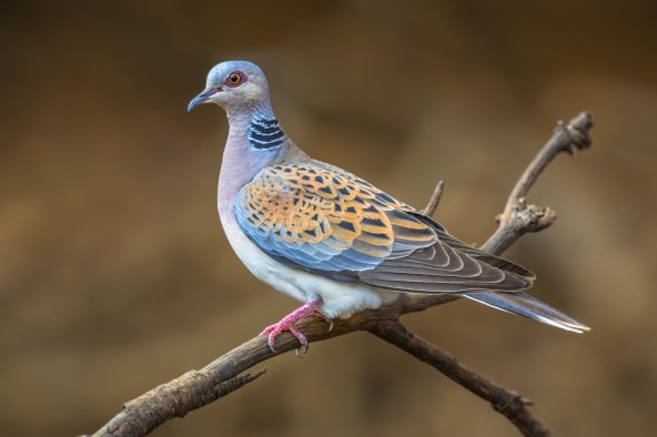 Doves are a type of pet bird