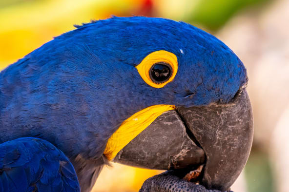 Hyacinth Macaws are a type of pet bird