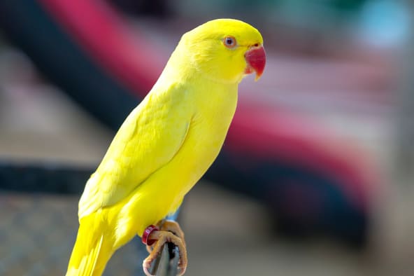 Indian Ringneck Parakeets are a type of pet bird