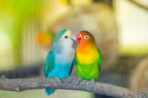 Lovebirds are a type of pet bird
