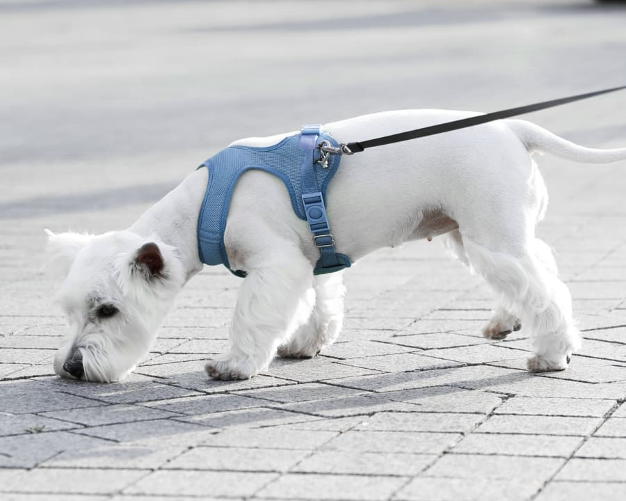 Dog Boarding in Hattiesburg & Petal, MS, Hattiesburg and Petal Vet