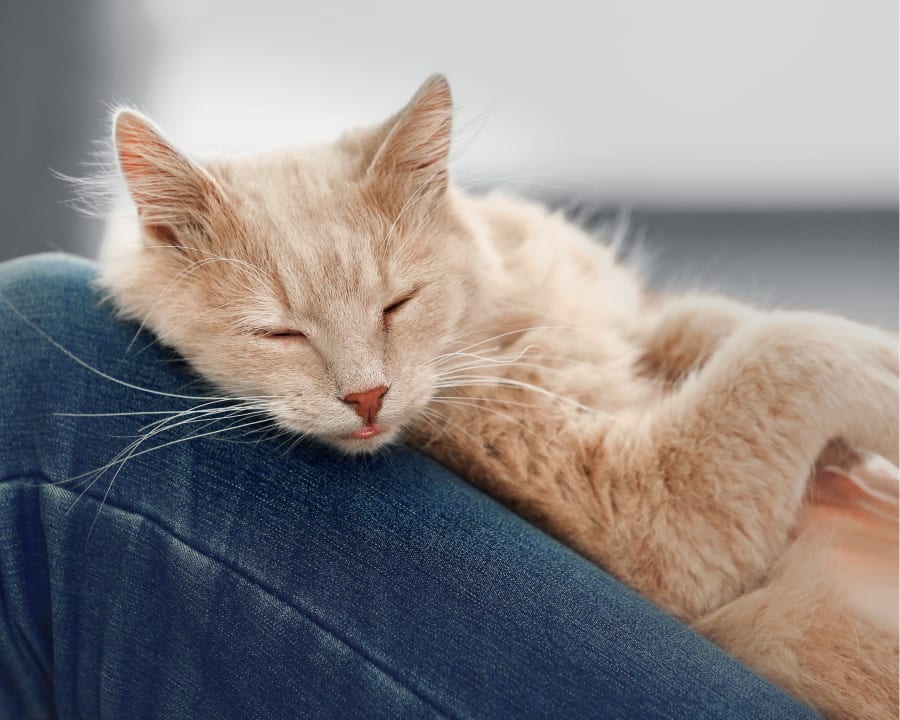 Cat is sleeping after a C-Section treatment in Hattiesburg