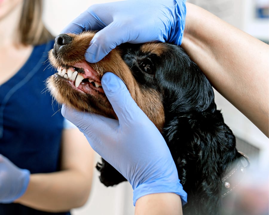 Veterinary Dentistry in Hattiesburg and Petal