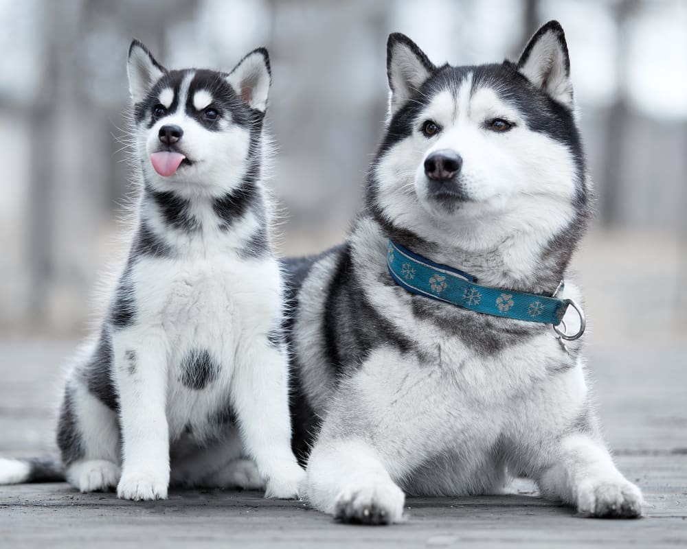 Welcome to The Pet Hospital (Parkway) in Hattiesburg