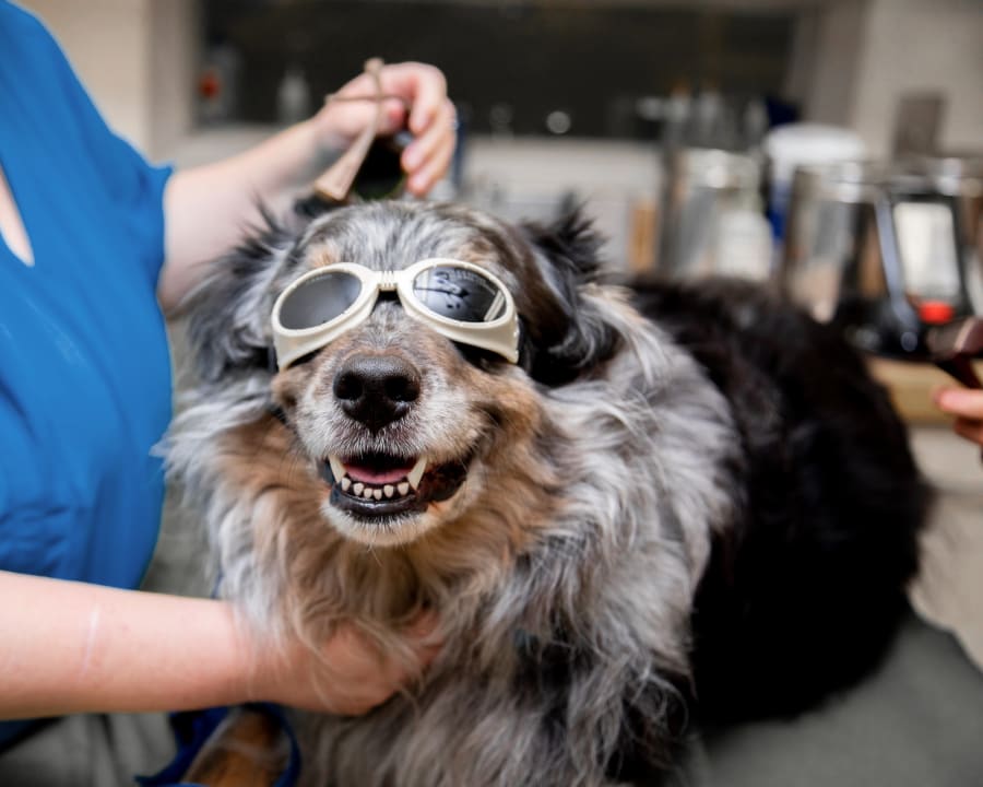 Cold Laser Therapy, Hattiesburg and Petal Veterinarians