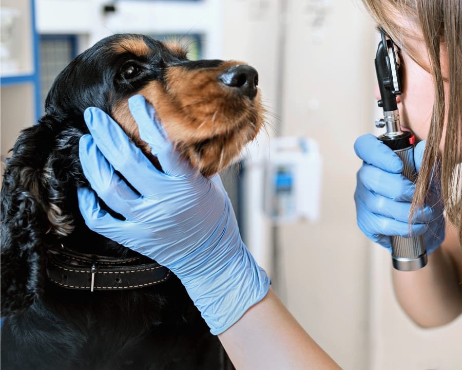 Dog at Ophthalmology & Ocular Check