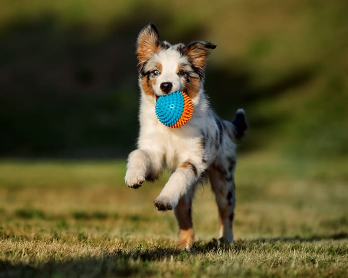 Spaying & Neutering, Hattiesburg Veterinarians